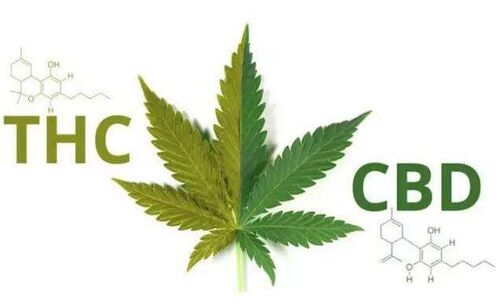 Últimas notícias da empresa sobre Assim que sobre o cânhamo e CBD em China?